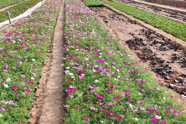 辽宁波斯菊种植基地