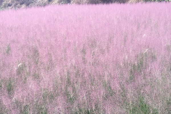 安徽绿化用粉黛乱子草种植