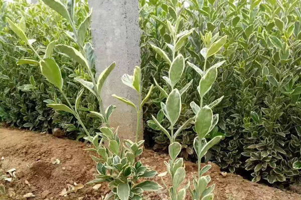 河南金边黄杨苗供应