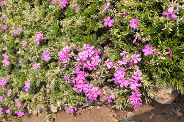 河北芝樱种苗种植