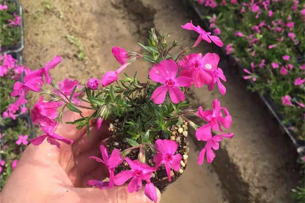 河北芝樱种苗种植