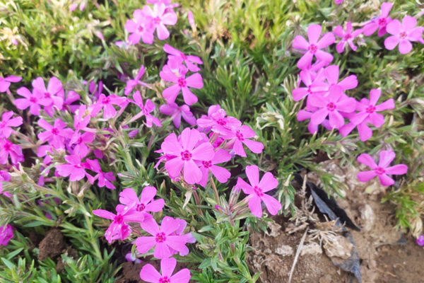 河北绿化用芝樱价位