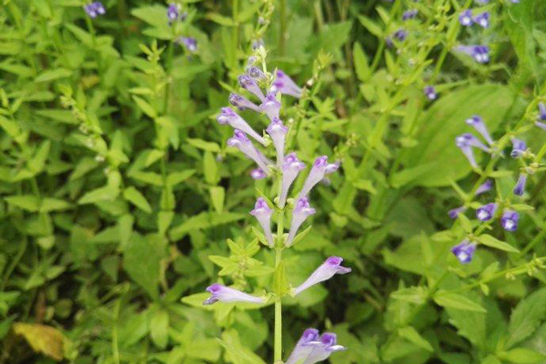 浙江半枝莲小苗种植基地