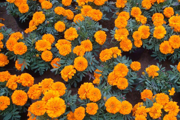 浙江孔雀草苗花期
