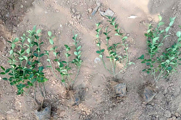 辽宁卫矛幼苗种植基地