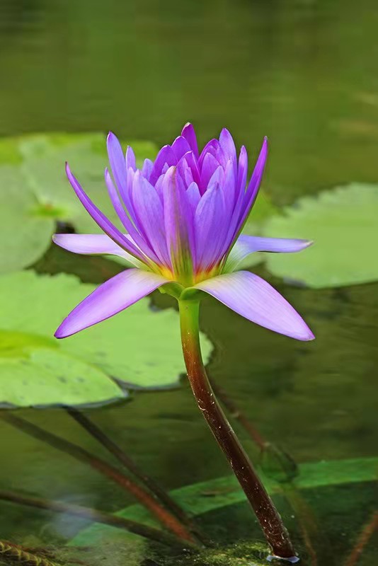 重庆池塘睡莲供应