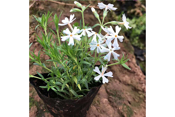 湖北绿化芝樱出售