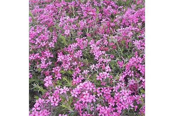 山西绿化芝樱培育基地