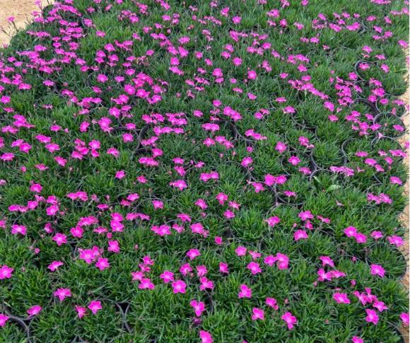 吉林欧石竹幼苗种植基地