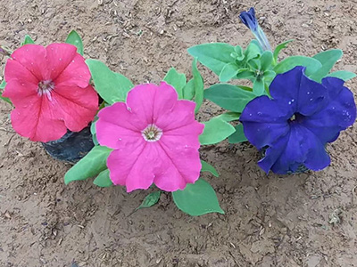 天津草花矮牵牛基地