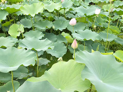 新疆荷花小苗出售,白荷花基地 