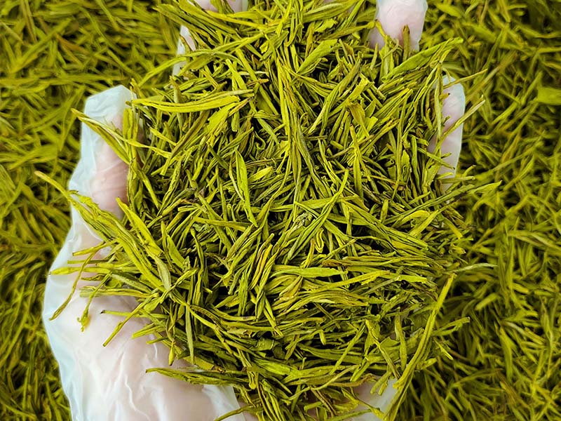 湖南高山黄金芽茶叶生产厂家
