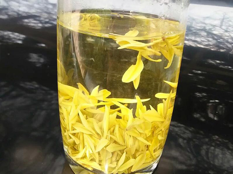 广东陈海龙黄金芽茶叶厂家