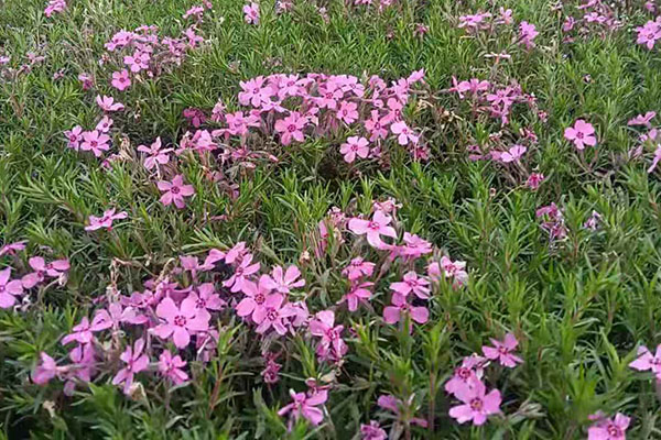 河北花海工程用福禄考种植