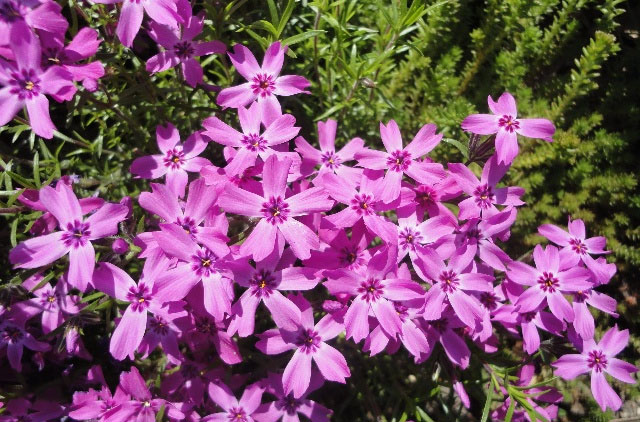 芝樱价格//芝樱基地