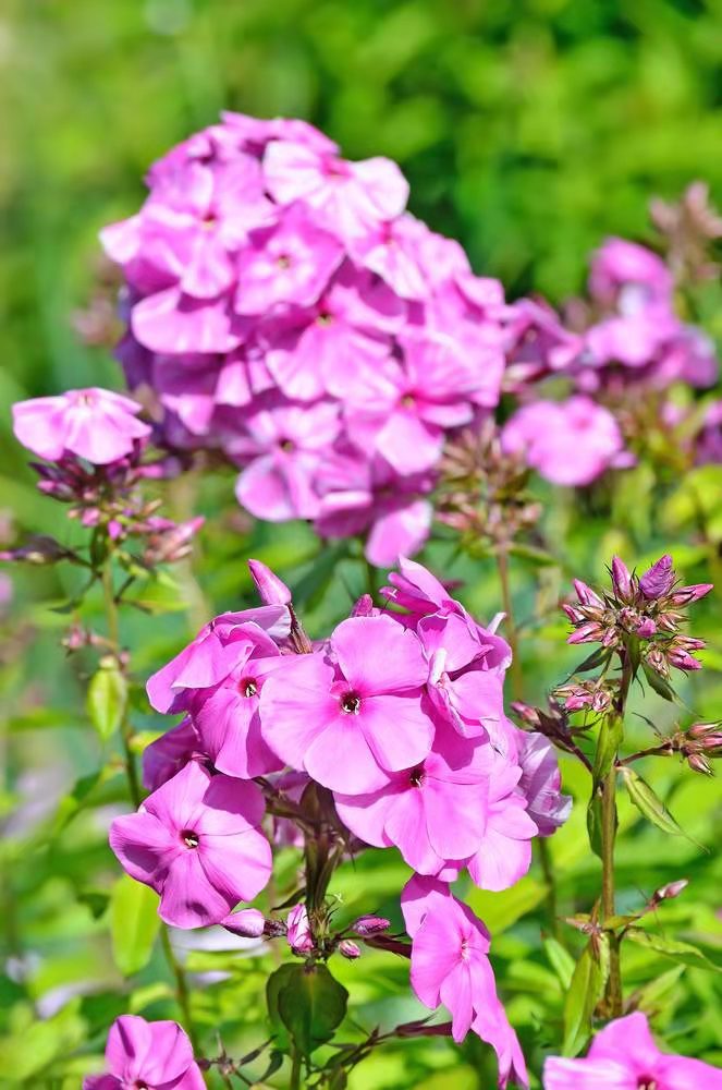 浙江绿化芝樱种植基地