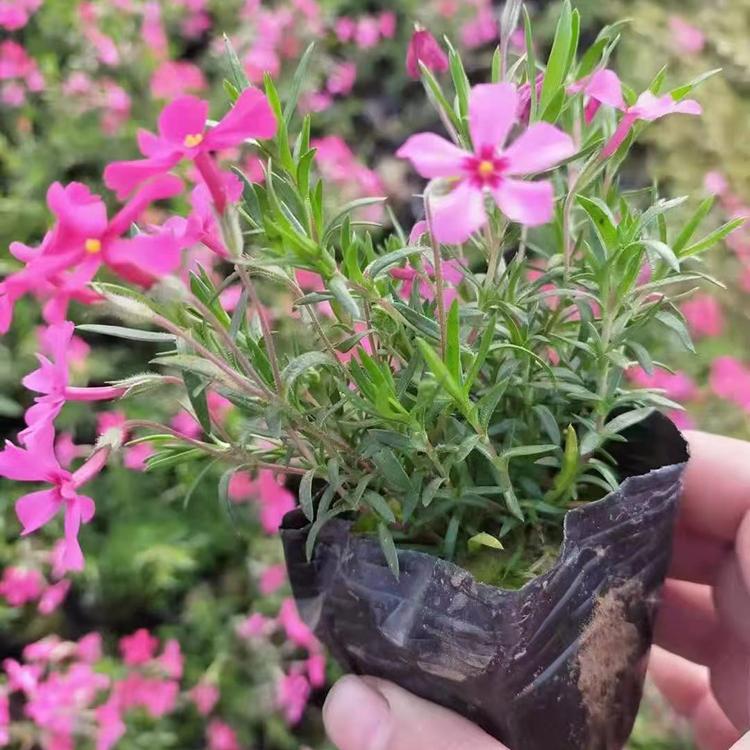 江苏宿根福禄考哪家好