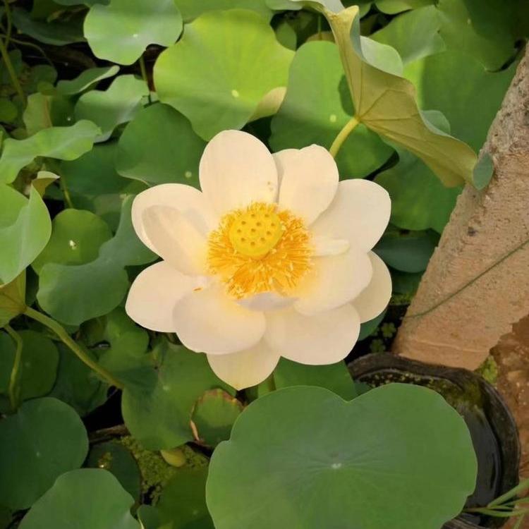 湖南水生荷花批发基地