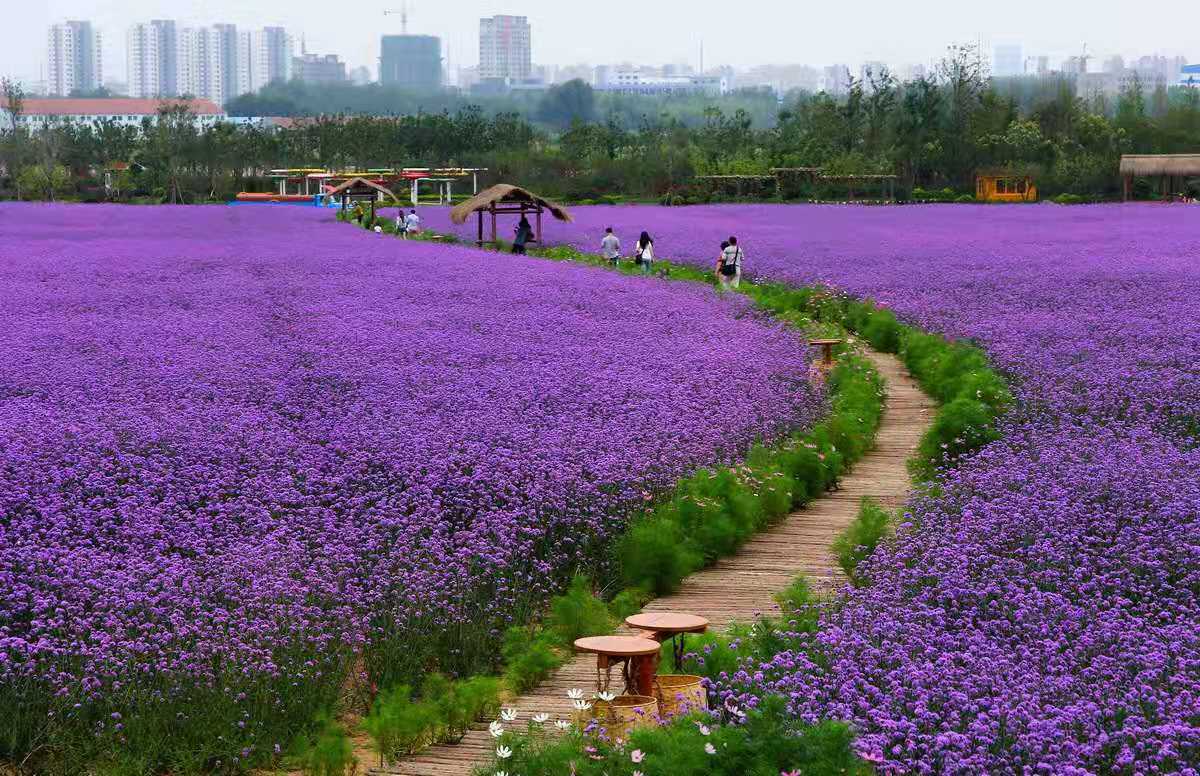 四川细叶马鞭草花期