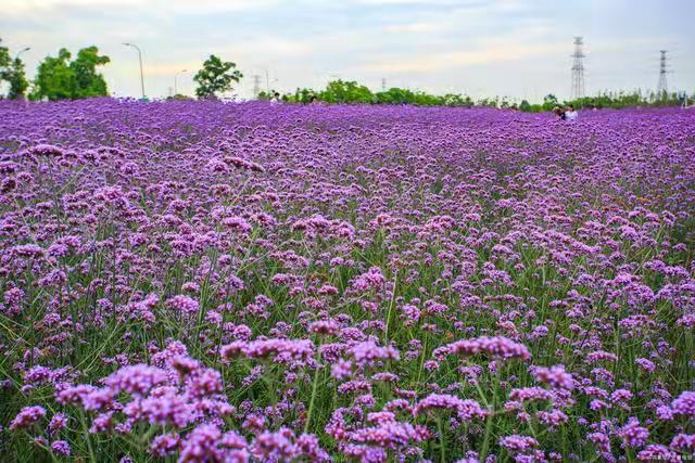 四川细叶马鞭草花期