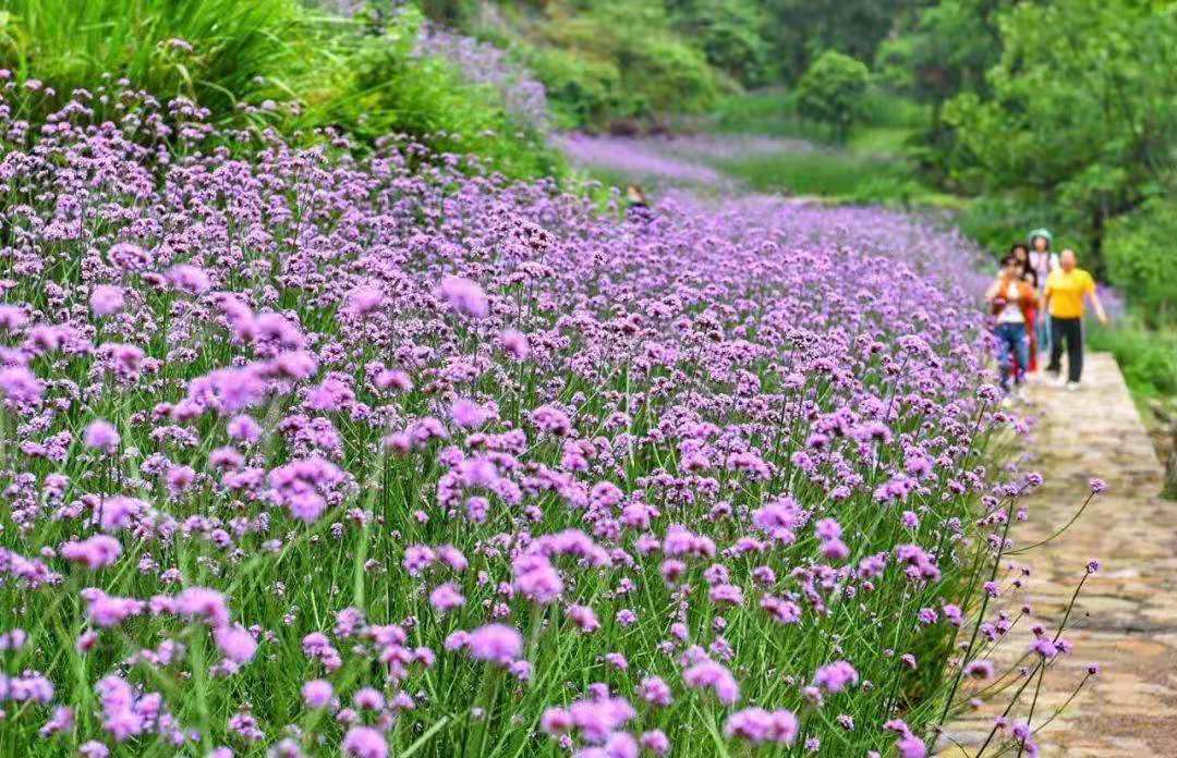 山西马鞭草杯苗播种