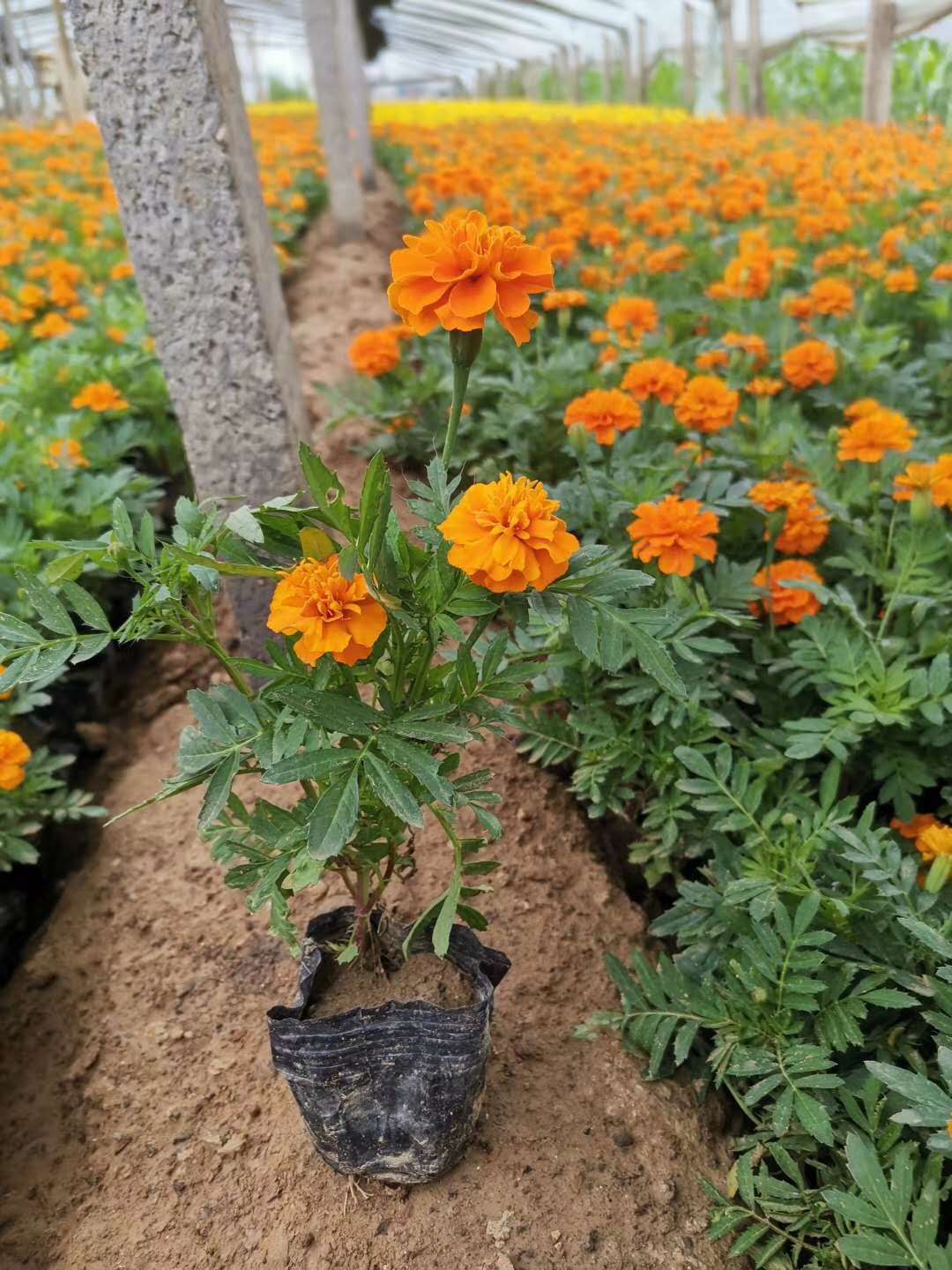 河北重瓣孔雀草播种