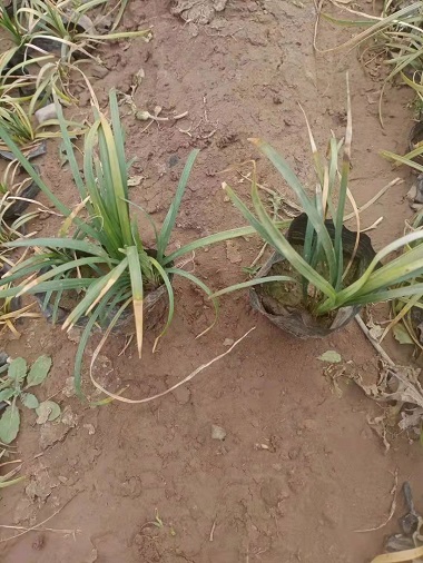 宁夏麦冬种植基地