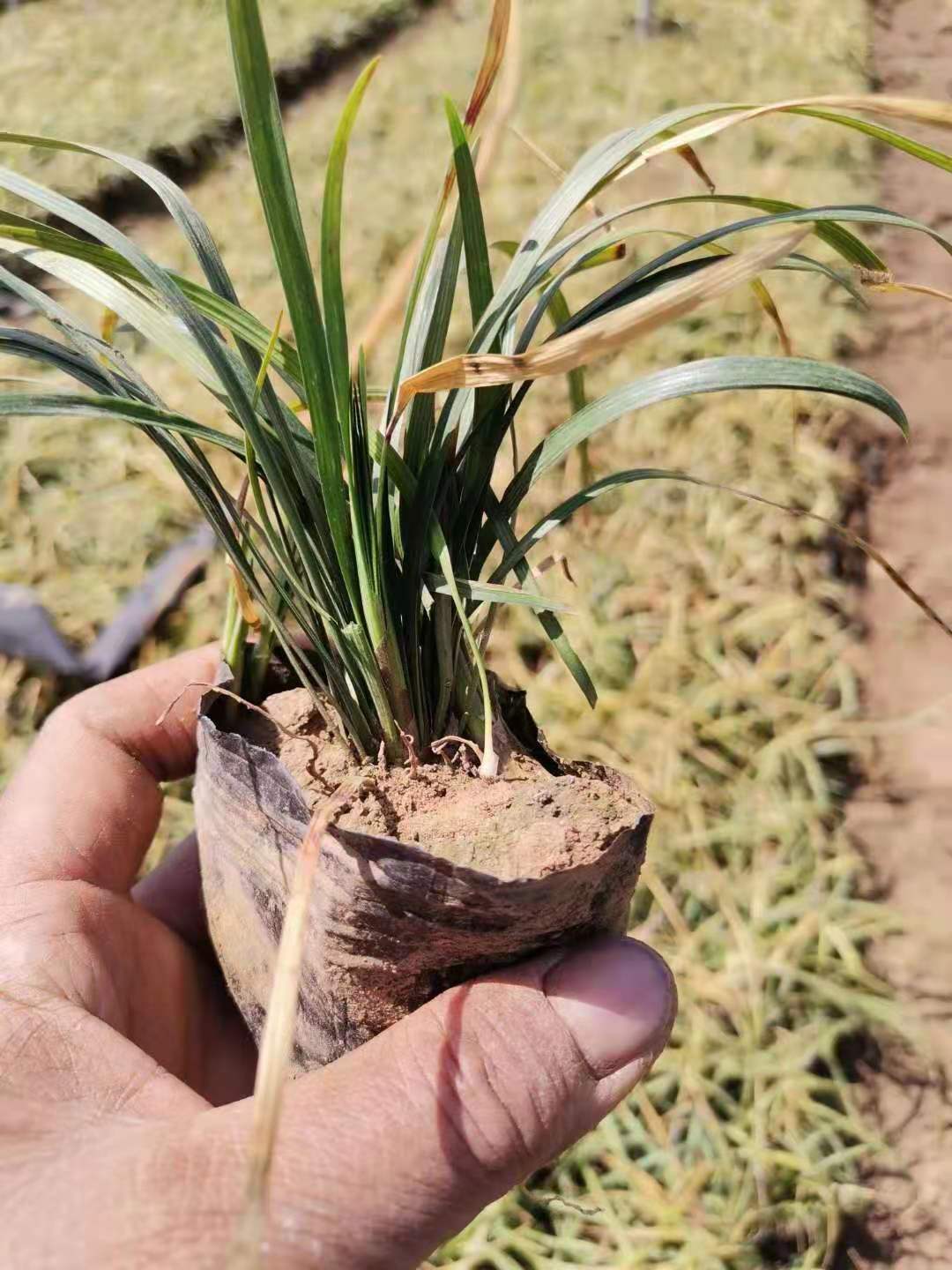 宁夏麦冬种植基地