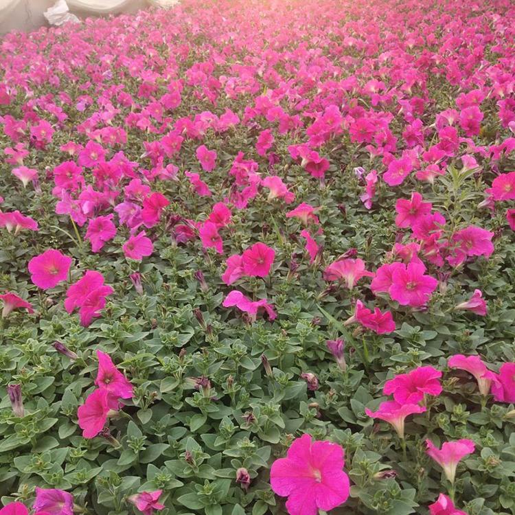 四川牵牛杯苗哪里有