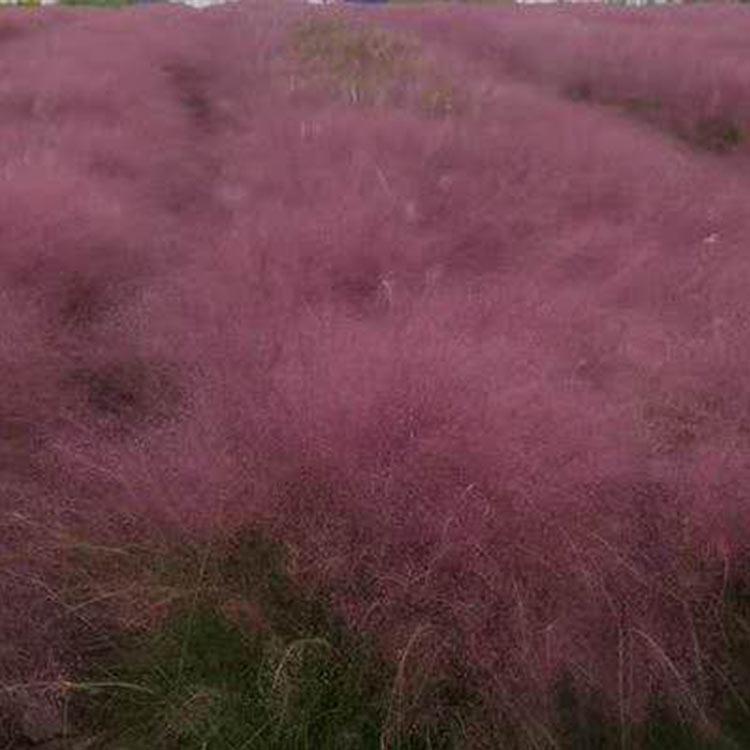 上海粉黛乱子草苗种植基地