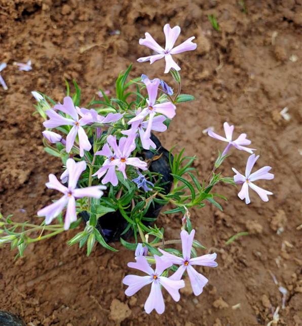 天津芝樱小苗报价