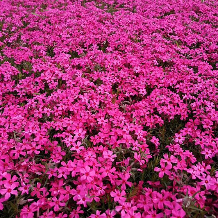 北京丛生福禄考花海供货商