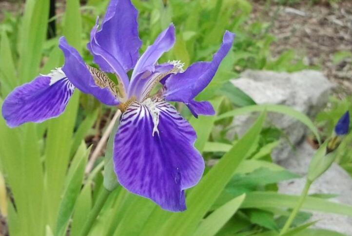 山西蝴蝶花鸢尾怎么样