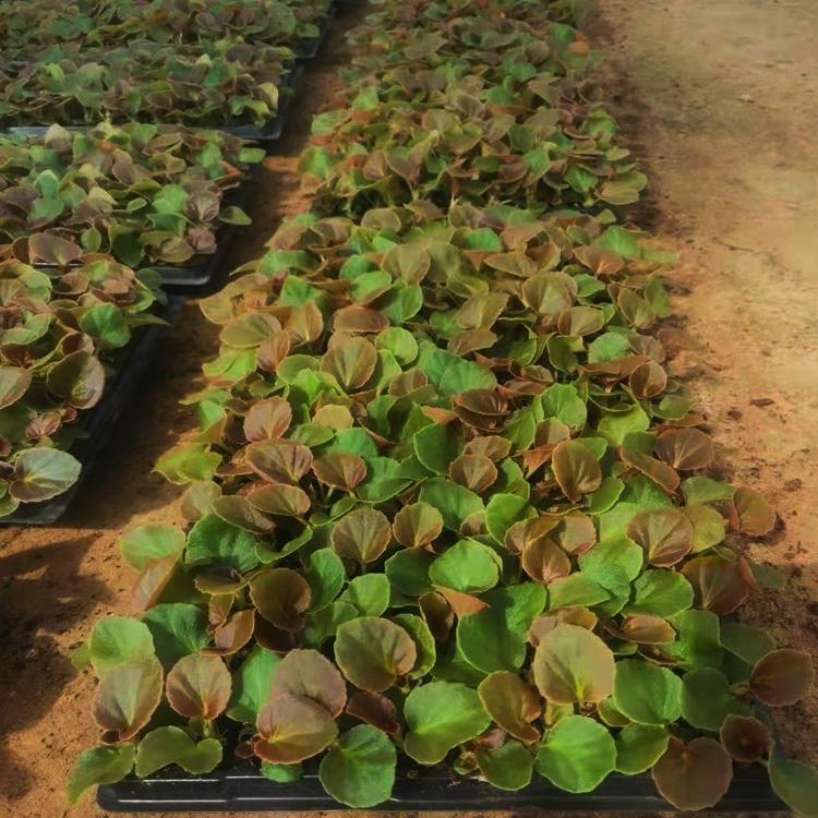 甘肃水培四季海棠种植基地