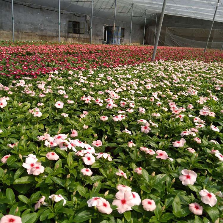 四川天天开杯苗种植基地,盆栽天天开多少钱