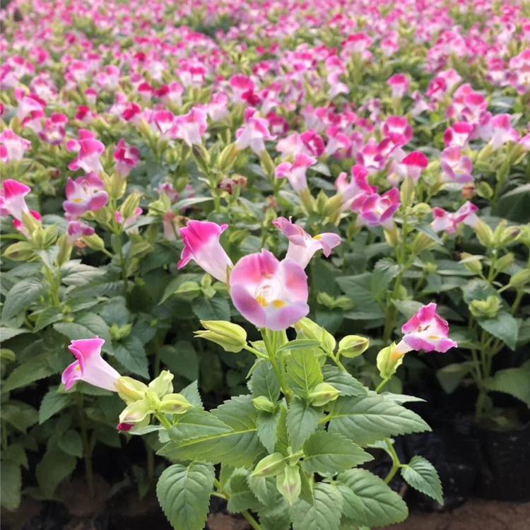 济南盆栽夏堇种植基地