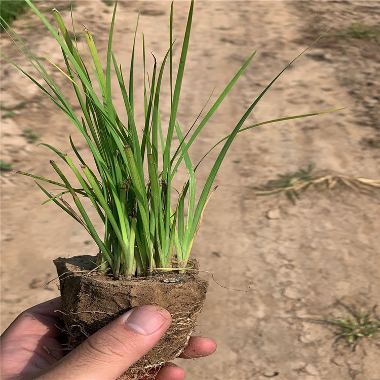 马蔺的种植须知