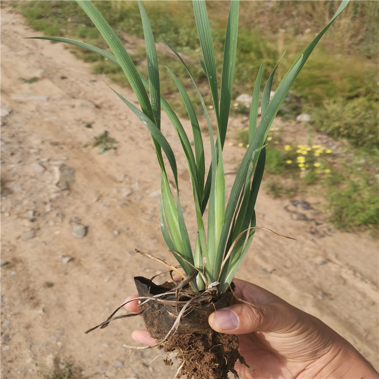 安徽马蔺杯苗种植基地