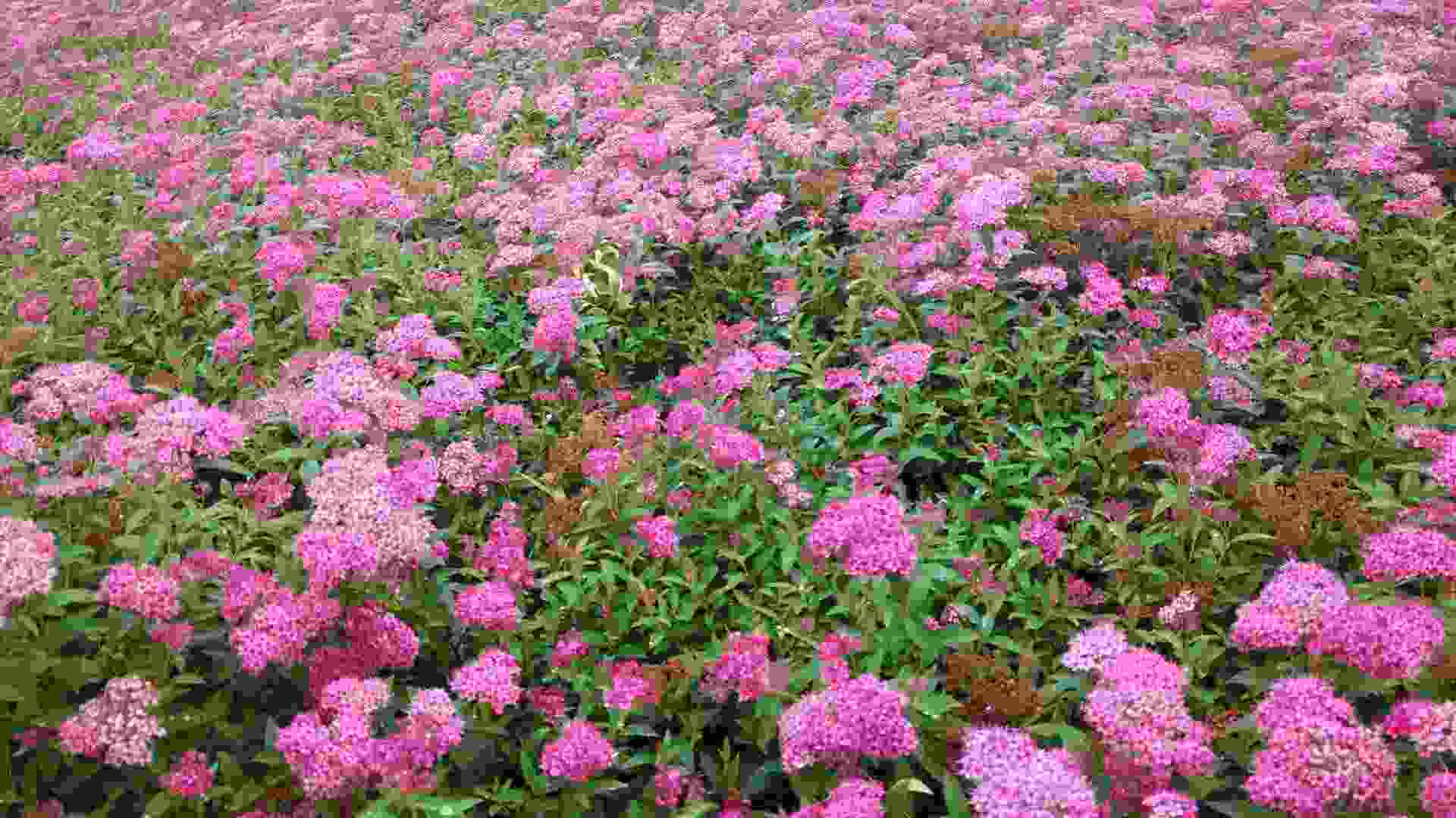 重庆绣线菊苗种植基地