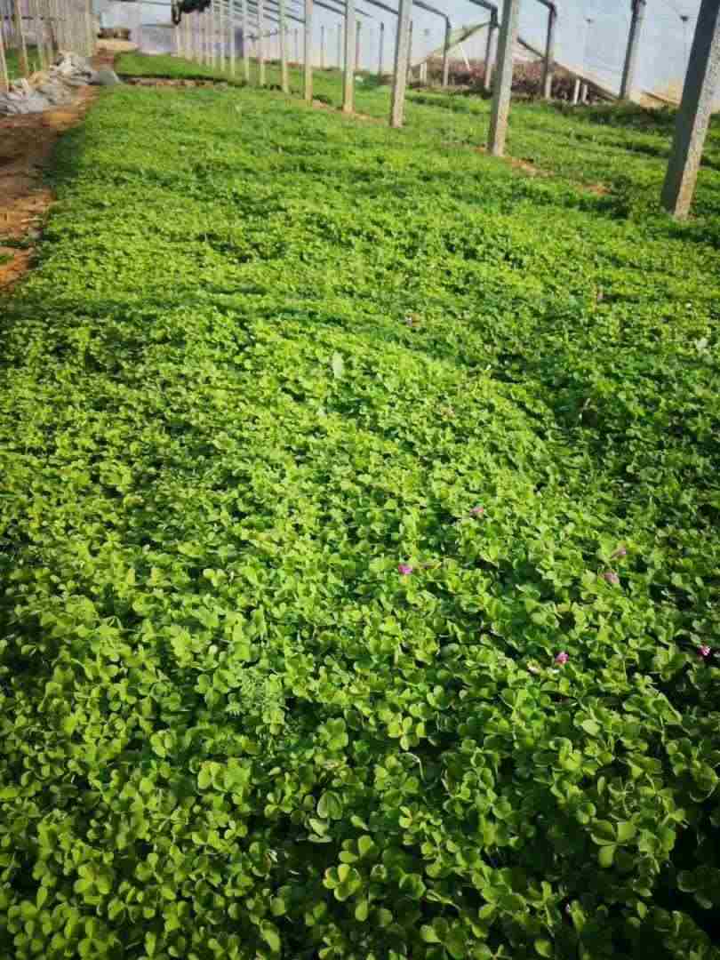 福建酢浆草杯苗种植基地,酢浆草花苗种植基地