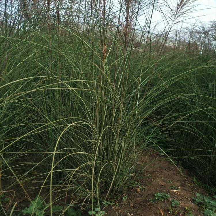 浙江绿化细茎针茅报价,细茎针茅租摆