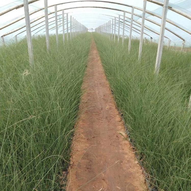 重庆细茎针茅地栽哪家好