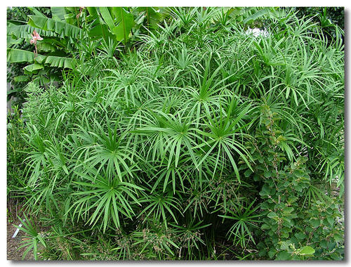 山西旱伞草盆栽苗价格