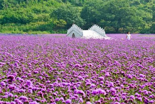 花海打造