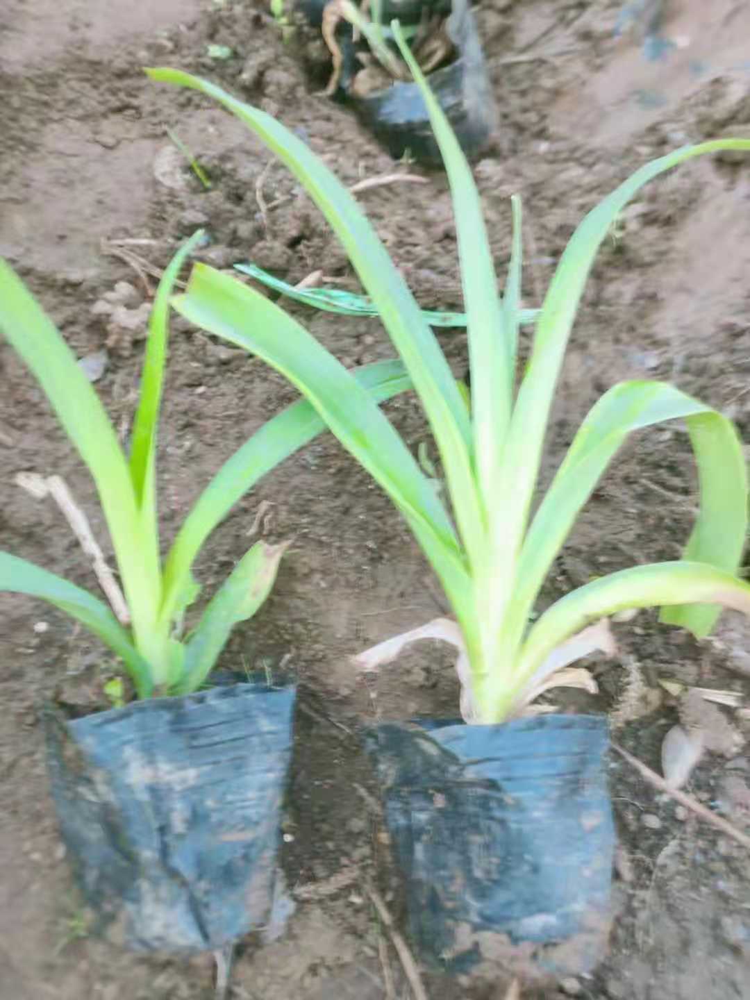 重庆萱草种植基地