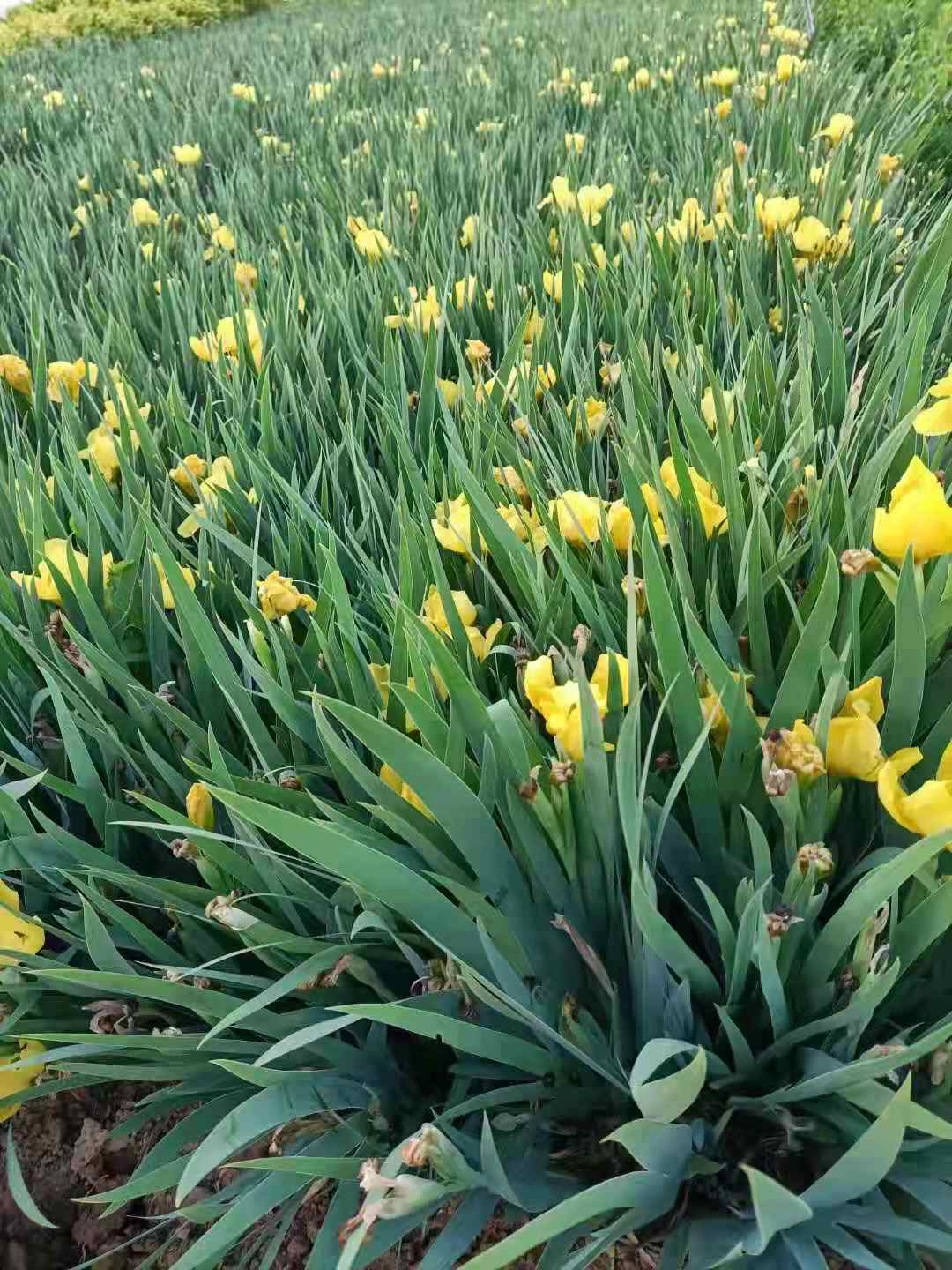 安徽蓝花鸢尾价格