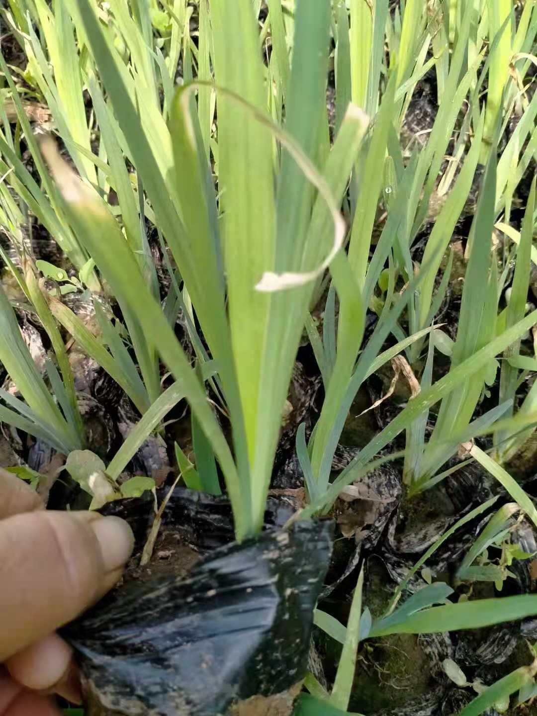 海南盆栽鸢尾哪里有