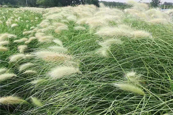 山西白美人狼尾草种苗哪里卖