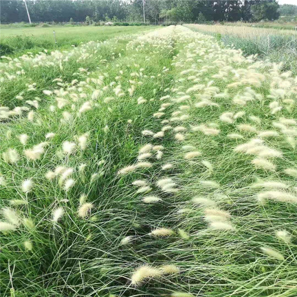 潍坊紫叶狼尾草种苗种植