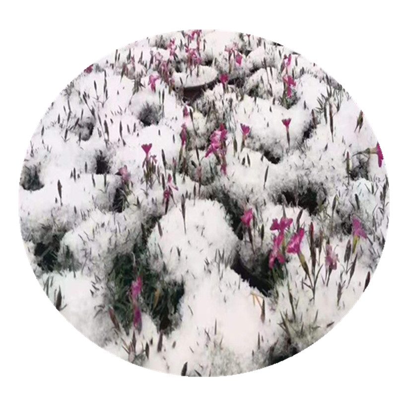 吉林彩虹石竹盆栽种植